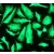 Cytokeratin 7 Antibody (EP1620Y) [NB100-79927] - Immunofliorescent staining of HeLa cells using anti-Cytokeratin 7.